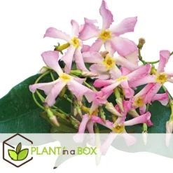 Blomster^Stjernejasmin - Sæt med 6 - Trachelospermum jasminoides - Højde 25-40cm - ⌀9cm