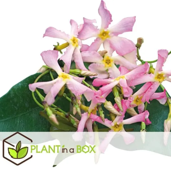 Blomster^Stjernejasmin - Sæt med 6 - Trachelospermum jasminoides - Højde 25-40cm - ⌀9cm
