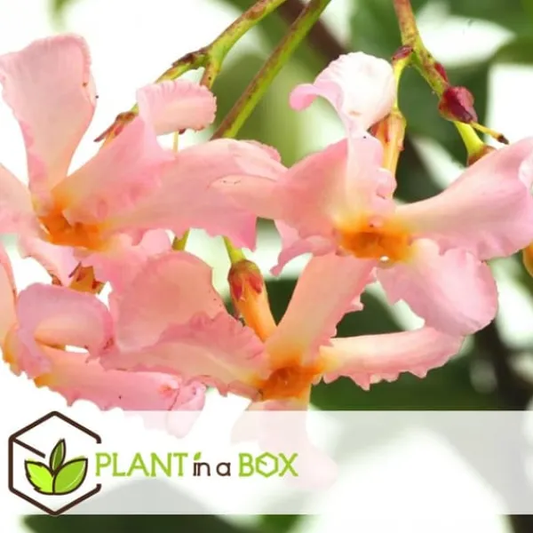 Blomster^Stjernejasmin - Sæt med 6 - Trachelospermum jasminoides - Højde 25-40cm - ⌀9cm