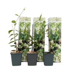 Best Stjernejasmin - Sæt med 3 - Trachelospermum jasminoides - Højde 25-40cm - ⌀9cm Blomster