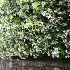 Best Stjernejasmin - Sæt med 3 - Trachelospermum jasminoides - Højde 25-40cm - ⌀9cm Blomster