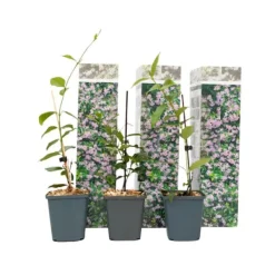 New Stjernejasmin - Sæt med 3 - Trachelospermum jasminoides - Højde 25-40cm - ⌀9cm Haveplanter