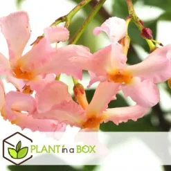 New Stjernejasmin - Sæt med 3 - Trachelospermum jasminoides - Højde 25-40cm - ⌀9cm Haveplanter