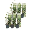 Haveplanter^Stjernejasmin - Sæt med 6 - Trachelospermum jasminoides - Højde 25-40cm - ⌀9cm