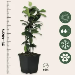 Haveplanter^Stjernejasmin - Sæt med 6 - Trachelospermum jasminoides - Højde 25-40cm - ⌀9cm