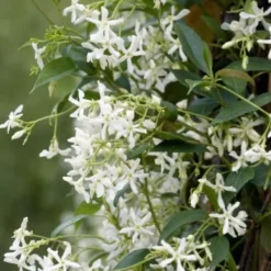 Haveplanter^Stjernejasmin - Sæt med 6 - Trachelospermum jasminoides - Højde 25-40cm - ⌀9cm