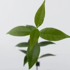 Haveplanter^Stjernejasmin - Sæt med 6 - Trachelospermum jasminoides - Højde 25-40cm - ⌀9cm