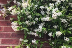 Haveplanter^Stjernejasmin - Sæt med 6 - Trachelospermum jasminoides - Højde 25-40cm - ⌀9cm