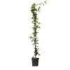 Outlet Stjernejasmin - Trachelospermum jasminoides - Højde 110-120cm - ⌀17cm Haveplanter
