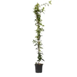 Outlet Stjernejasmin - Trachelospermum jasminoides - Højde 110-120cm - ⌀17cm Haveplanter