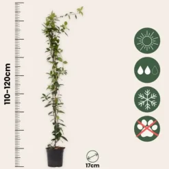 Outlet Stjernejasmin - Trachelospermum jasminoides - Højde 110-120cm - ⌀17cm Haveplanter