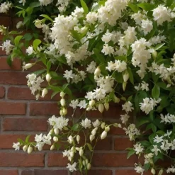 Outlet Stjernejasmin - Trachelospermum jasminoides - Højde 110-120cm - ⌀17cm Haveplanter