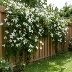 Outlet Stjernejasmin - Trachelospermum jasminoides - Højde 110-120cm - ⌀17cm Haveplanter