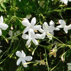 Outlet Stjernejasmin - Trachelospermum jasminoides - Højde 110-120cm - ⌀17cm Haveplanter