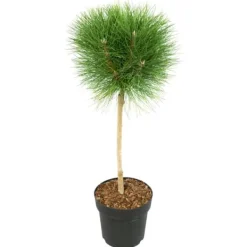 Clearance Østrigsk fyr - Pinus 'Summer Breeze' - Højde 70-80cm - ⌀24cm Haveplanter