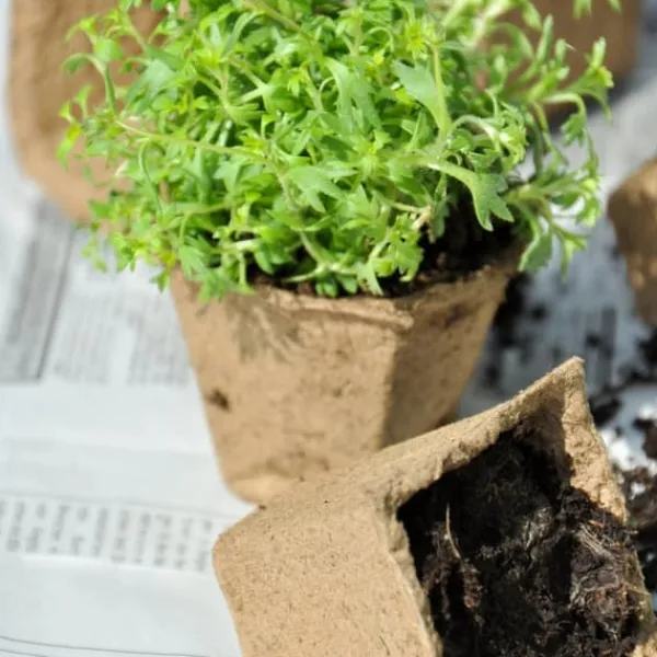 Online Sætte med plantepotter, 5x3,5x3,5 cm, Brun Kit Til Plante- & Urtedyrkning