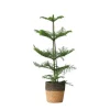 Krukkeplanter Indendørs^Stuegran - Araucaria heterophylla - Højde 50-60cm - ⌀17cm