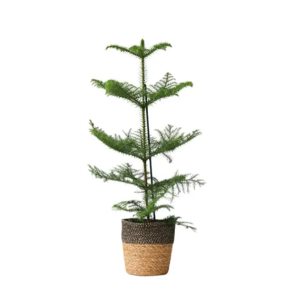 Krukkeplanter Indendørs^Stuegran - Araucaria heterophylla - Højde 50-60cm - ⌀17cm