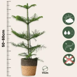 Krukkeplanter Indendørs^Stuegran - Araucaria heterophylla - Højde 50-60cm - ⌀17cm