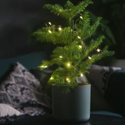Krukkeplanter Indendørs^Stuegran - Araucaria heterophylla - Højde 50-60cm - ⌀17cm