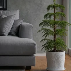 Krukkeplanter Indendørs^Stuegran - Araucaria heterophylla - Højde 50-60cm - ⌀17cm