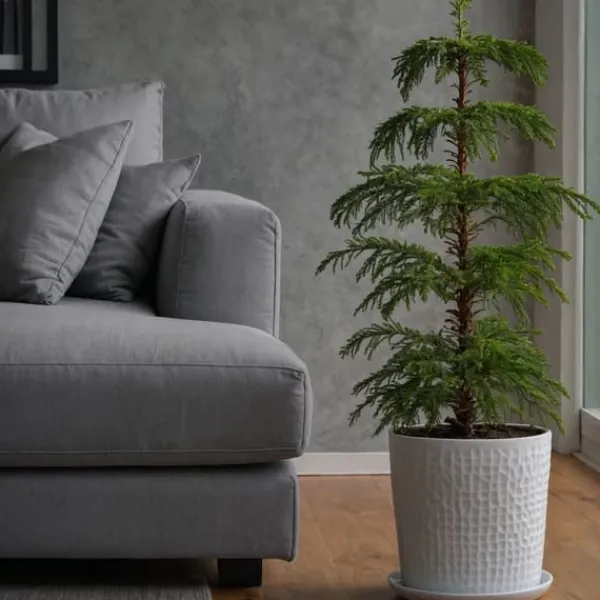 Krukkeplanter Indendørs^Stuegran - Araucaria heterophylla - Højde 50-60cm - ⌀17cm