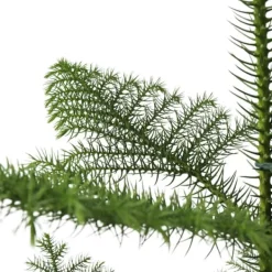 Krukkeplanter Indendørs^Stuegran - Araucaria heterophylla - Højde 50-60cm - ⌀17cm