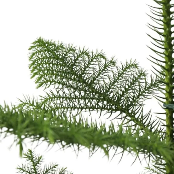 Krukkeplanter Indendørs^Stuegran - Araucaria heterophylla - Højde 50-60cm - ⌀17cm
