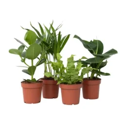 Krukkeplanter Indendørs^Stueplanter 'Green Quartet' - Sæt med 4 - Højde 25-40cm - ⌀12cm