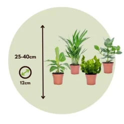 Krukkeplanter Indendørs^Stueplanter 'Green Quartet' - Sæt med 4 - Højde 25-40cm - ⌀12cm