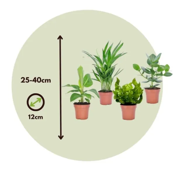 Krukkeplanter Indendørs^Stueplanter 'Green Quartet' - Sæt med 4 - Højde 25-40cm - ⌀12cm