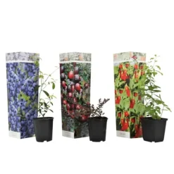 Superfrugt - Sæt med 3 - Actinidia, Vaccinium - Højde 25-40cm - ⌀9cm Buskads