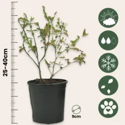 Superfrugt - Sæt med 3 - Actinidia, Vaccinium - Højde 25-40cm - ⌀9cm Buskads