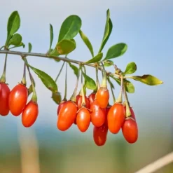 Superfrugt - Sæt med 3 - Actinidia, Vaccinium - Højde 25-40cm - ⌀9cm Buskads