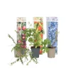 Clearance Superfrugt - Sæt med 6 - Actinidia, Vaccinium - Højde 25-40cm - ⌀9cm Buskads