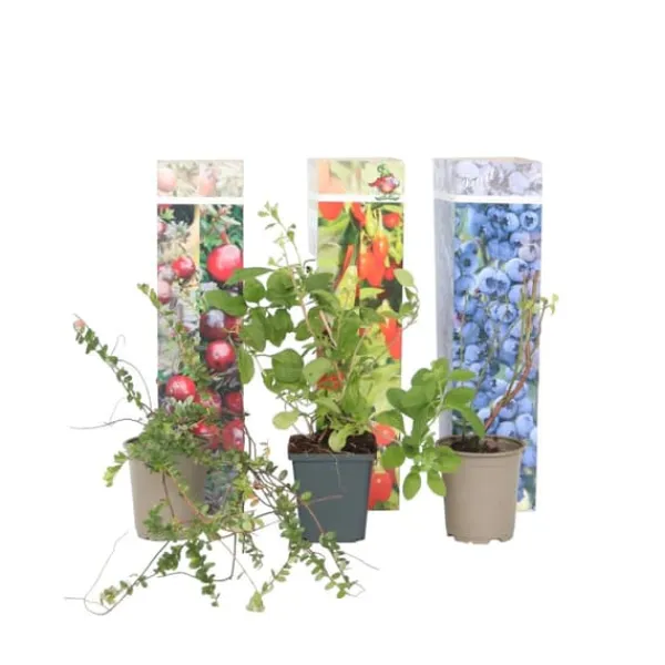 Clearance Superfrugt - Sæt med 6 - Actinidia, Vaccinium - Højde 25-40cm - ⌀9cm Buskads