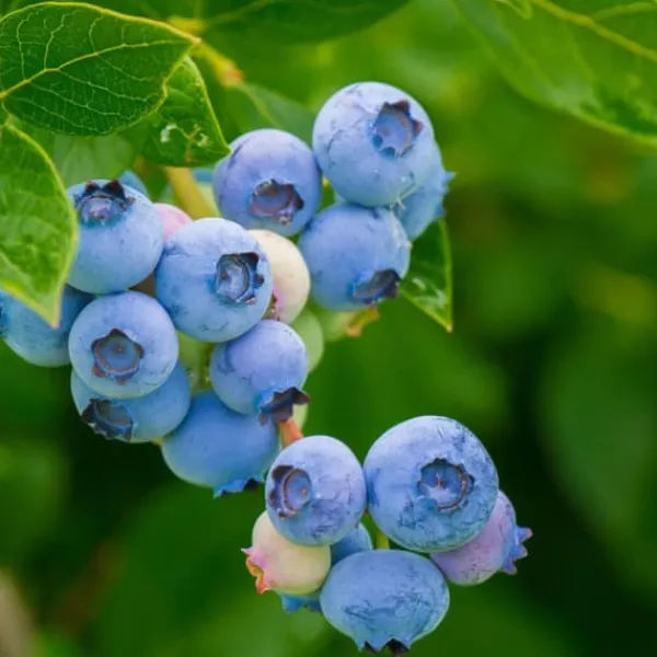 Clearance Superfrugt - Sæt med 6 - Actinidia, Vaccinium - Højde 25-40cm - ⌀9cm Buskads