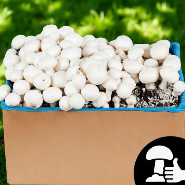 Hot Svampe til dyrkning, svampespire, 30 kg, stort sæt, instruktioner + gratis Kit Til Plante- & Urtedyrkning