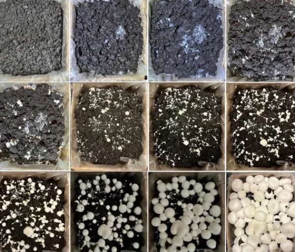 Kit Til Plante- & Urtedyrkning^Svampedyrkningssæt 5 kg mycelium Hjemmesvampedyrkning + Gratis