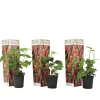Hot Taybær - Sæt med 3 - Rubus 'Tayberry' - Højde 25-40cm - ⌀9cm Buskads