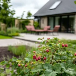 Hot Taybær - Sæt med 3 - Rubus 'Tayberry' - Højde 25-40cm - ⌀9cm Buskads