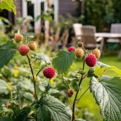 Hot Taybær - Sæt med 3 - Rubus 'Tayberry' - Højde 25-40cm - ⌀9cm Buskads
