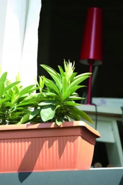 Krukker & Plantebeholdere^Terra DTT600 Balkonurtepotte | Terrakotta