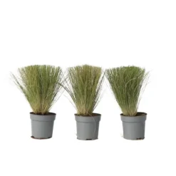 Online Thorvaldsens hår - Sæt 3 - Stipa tenuifolia 'Pony Tails' - Højde 20-30cm - ⌀9cm Haveplanter