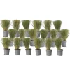 Outlet Thorvaldsens hår - Sæt 18 - Stipa tenuifolia 'Pony Tails' - Højde 20-30cm - ⌀9cm Haveplanter