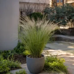 Outlet Thorvaldsens hår - Sæt 18 - Stipa tenuifolia 'Pony Tails' - Højde 20-30cm - ⌀9cm Haveplanter