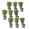 Haveplanter^Thorvaldsens hår - Sæt 9 - Stipa tenuifolia 'Pony Tails' - Højde 20-30cm - ⌀9cm
