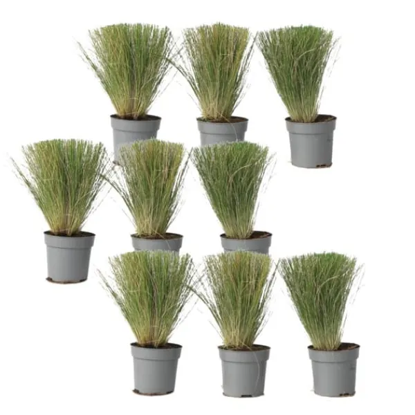 Haveplanter^Thorvaldsens hår - Sæt 9 - Stipa tenuifolia 'Pony Tails' - Højde 20-30cm - ⌀9cm