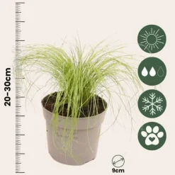 Haveplanter^Thorvaldsens hår - Sæt 9 - Stipa tenuifolia 'Pony Tails' - Højde 20-30cm - ⌀9cm