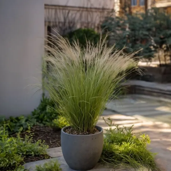 Haveplanter^Thorvaldsens hår - Sæt 9 - Stipa tenuifolia 'Pony Tails' - Højde 20-30cm - ⌀9cm